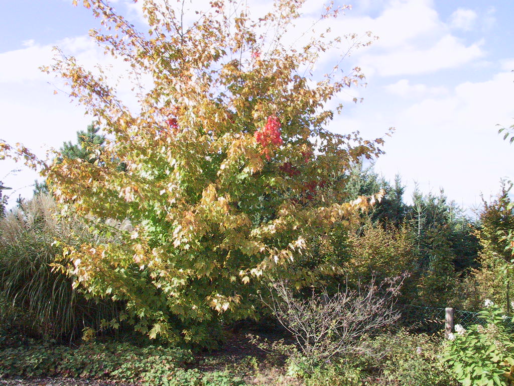 Acer rubrum - Herbst02.jpg